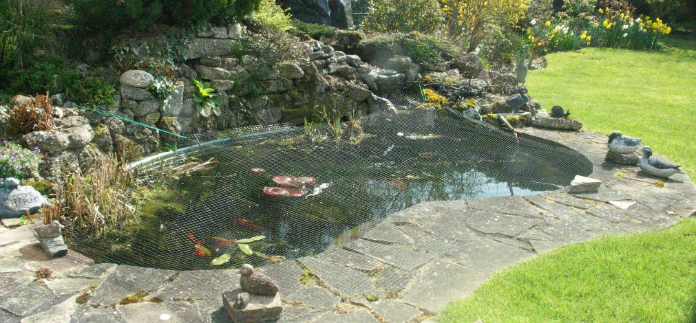 Why Herons Are Attracted To Garden Ponds
